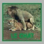 Pussycat - Le Chat