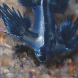 Alessandro Adriani – Four Tracks